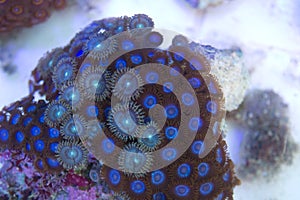 Blue Zoanthid and Palythoa polyps coral colony