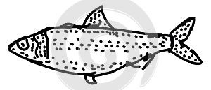 Blueback fish, illustration, vector