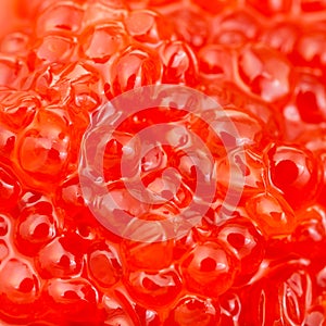 Blueback salmon fish red caviar close up