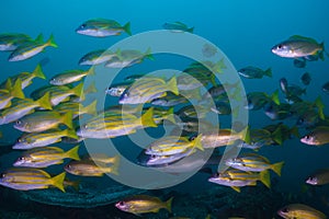 Bluebanded snapper or Bluelined snapper photo