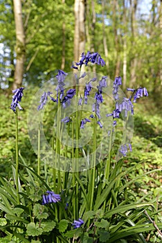 Bluebell