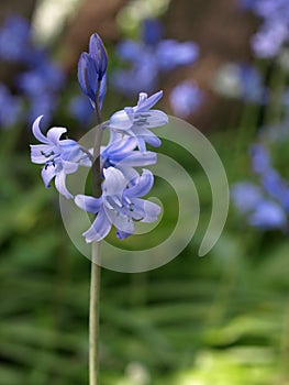 Bluebell