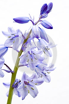 Bluebell