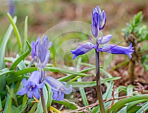 Bluebell in Ashdown Forest England woods