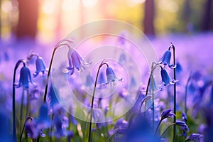 Bluebell Bliss: A Field of Vibrant Blue Blossoms, Nature\'s Symphony in Shades of Azure