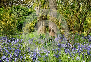 Bluebell blossom in the park