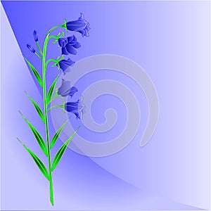 Bluebell campanula blue background place for text vector