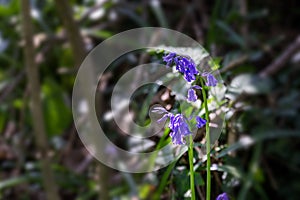 Bluebell closeup