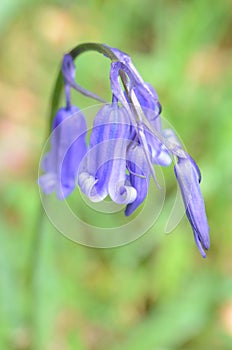 Bluebell cluster taken on a sunny day