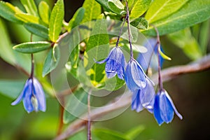 Bluebell Creeper Billardiera heterophylla flowers; native to Western Australia, but grown as an ornamental plant in appropriate photo