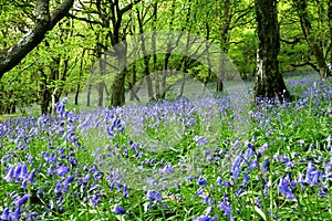 Bluebell Fantasy Land