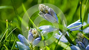 Bluebell flower