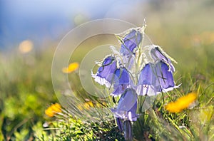 Bluebell flower on alpine meadow at sunset