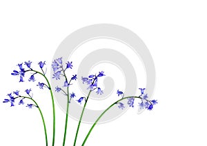 Bluebell Flower Beauty photo