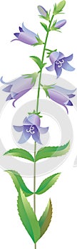 Bluebell flower (Campanula)