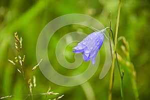 Bluebell flower (Campanula persicifolia) wet in the after a rain, detailed closeup of this fragile bellflower