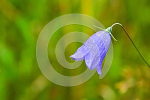 Bluebell flower (Campanula persicifolia) wet in the after a rain, detailed closeup of this fragile bellflower