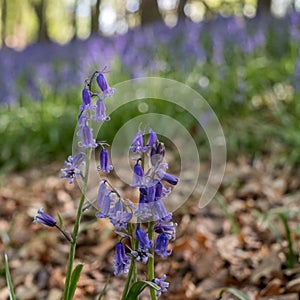 Bluebell flower in focus in foreground. In the background, carpet of wild bluebells amidst trees at Ashridge.