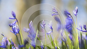 Bluebell flower forest - photo with low depth of field in wild nature