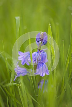 bluebell flower on a green natural background