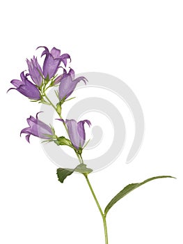 Bluebell flower, isolated on a white background photo