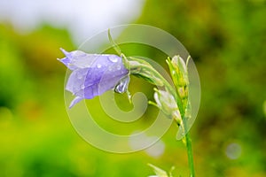 bluebell flower with rain drops on green blur background