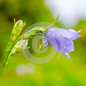 Bluebell flower with rain drops on a green blur background