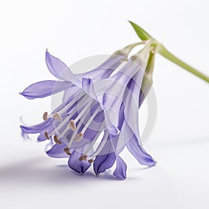 bluebell flower on white