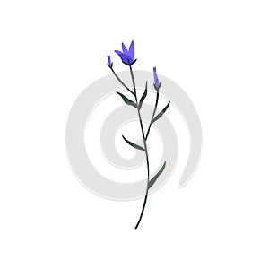 Bluebell flower. Wild blue bell on stem with leaf. Blooming bellflower. Delicate Campanula, floral plant. Botanical flat