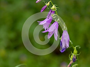 Bluebell flowers