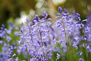 Bluebell flowers in a backyard garden in spring. Scilla siberica flowering plants growing in a secluded and remote park