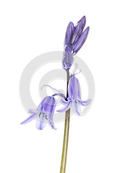Bluebell flowers and buds
