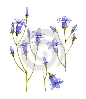 Bluebell flowers collection