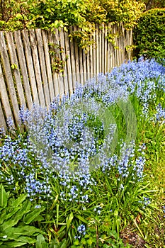 Bluebell flowers growing in a backyard garden in summer. Scilla siberica blooming and blossoming on a green lawn for