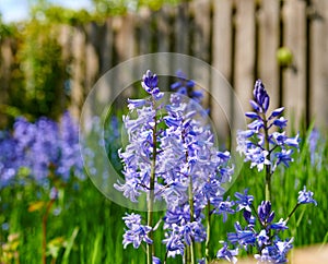 Bluebell flowers growing in garden or overgrown backyard in spring. Nature view of delicate blue flowering plants in a