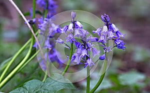 Bluebell flowers Hyacinthoides non-scripta in England