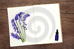 Bluebell Flowers for Naturopathic Herbal Medicine