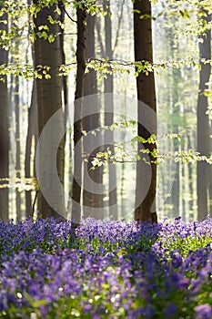 Bluebell flowers in spring forest