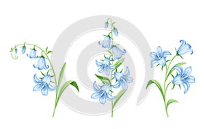 Bluebell flowers. Vector illustration.