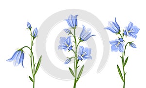 Bluebell flowers. Vector illustration. photo