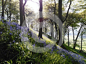 Bluebell flowers on wooded hillside