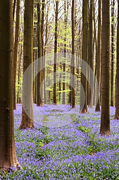 Bluebell forest