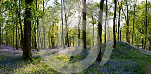 Bluebell Forest.