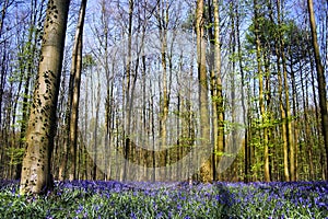 Bluebell forest