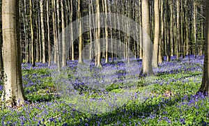 Bluebell forest in Belgium. Hallerbos landscape with beautiful blue flowers.