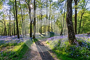 Bluebell forest.