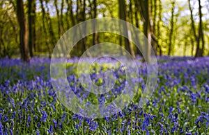 Bluebell forest