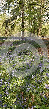 Bluebell glade in Southern England.