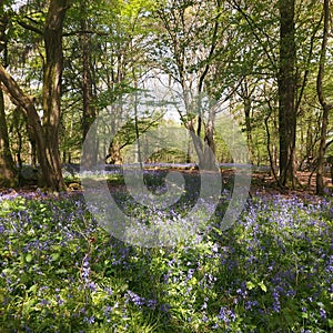 Bluebell glade in Southern England.