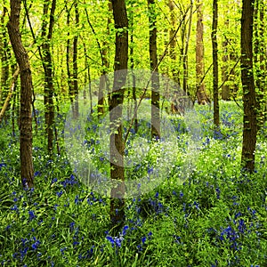 Bluebell Heaven in Blakes Wood